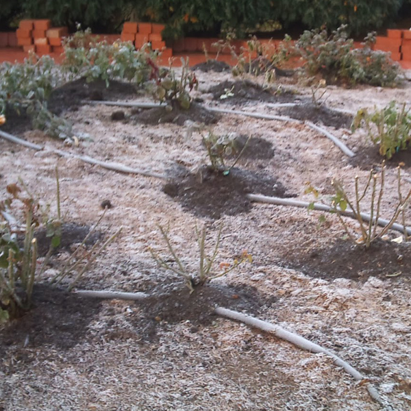 Minnesota Roses Mulched Pruned Knee High | Ready To Cover