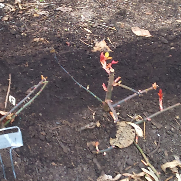 Construction Blanket Covered Roses