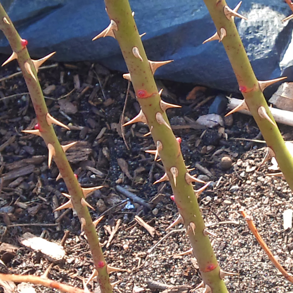 Construction Blanket Covered Minnesota Roses Uncovered Showing Green in March Zone 3b as They Are Uncovered