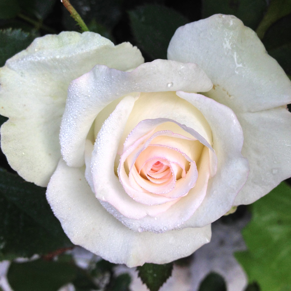 'Moonstone' blooming as a perfect heart in nature