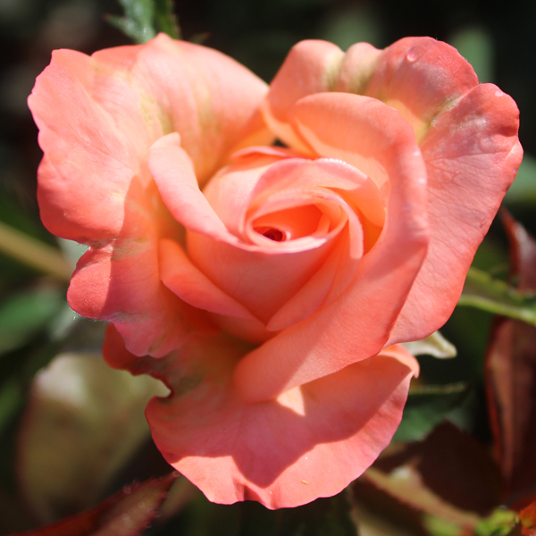 'New Zealand' a perfect heart blooming in nature