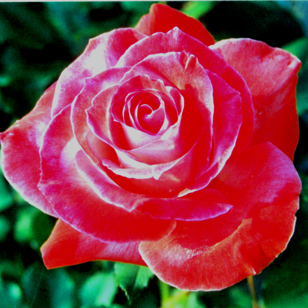 Exhibition name: Brigadoon ™ Bred by William A. Warriner (United States, 1991). Introduced in United States by Jackson & Perkins Co. in 1992 as 'Brigadoon'. Hybrid Tea. New Generation Roses ® Collection.