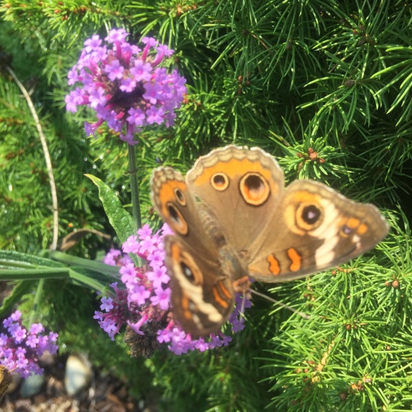 PROVEN WINNERS © 'Meteor Showers' Pollinator Attractant