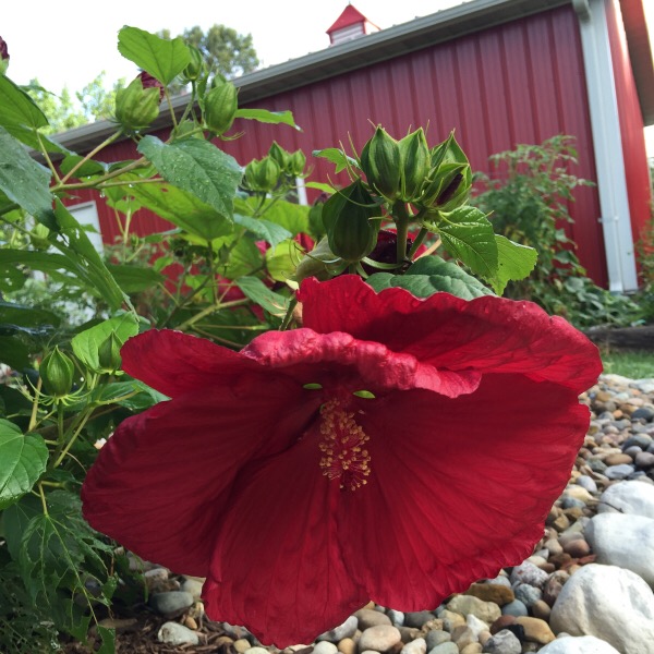 PROVEN WINNERS © 'Magic Hibisbus Cranberry Crush'