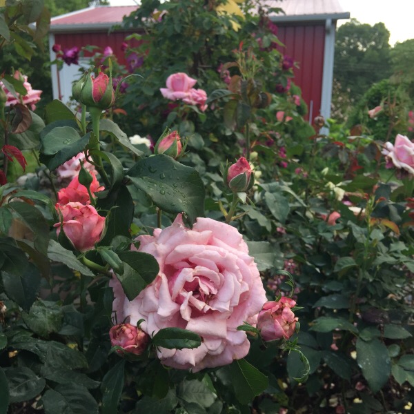 'Memorial Day' a Hybrid Tea blooming on Memorial Day Week-End 2016