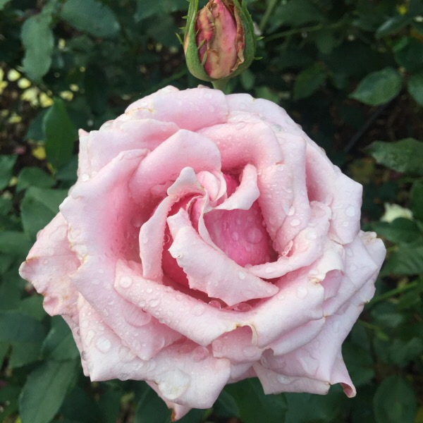 'Memorial Day' a Hybrid Tea blooming on Memorial Day Week-End 2016