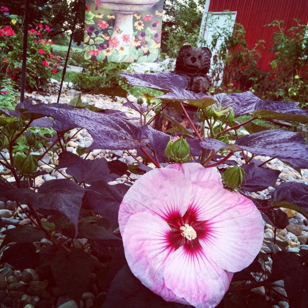 Hibiscus Summerific® 'Berrylicious'