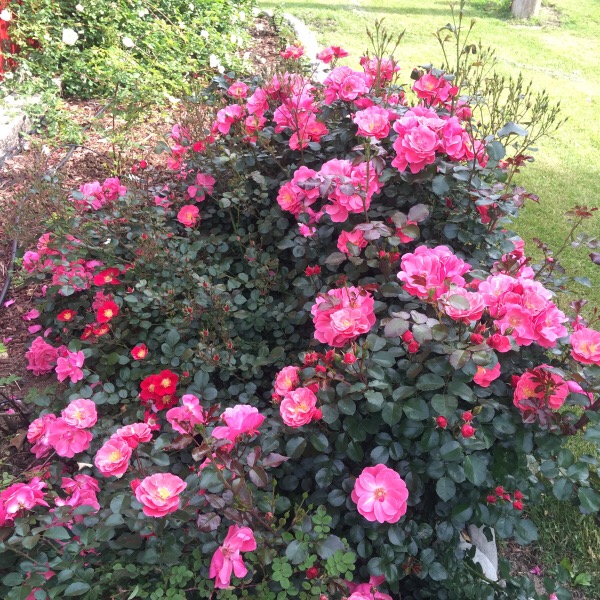 'Pink Cupcake' cascades of blooms