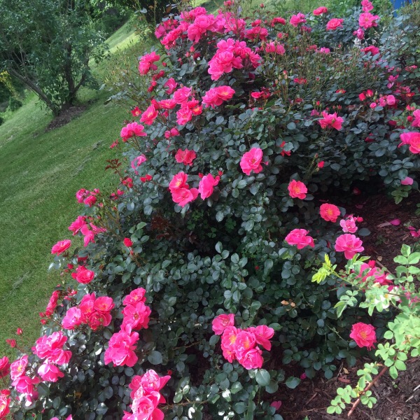 'Pink Cupcake' Glorious in morning light