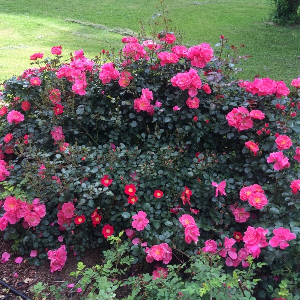A Garland of 'Pink Cupcake' Surrounding 'Cherry Pie'