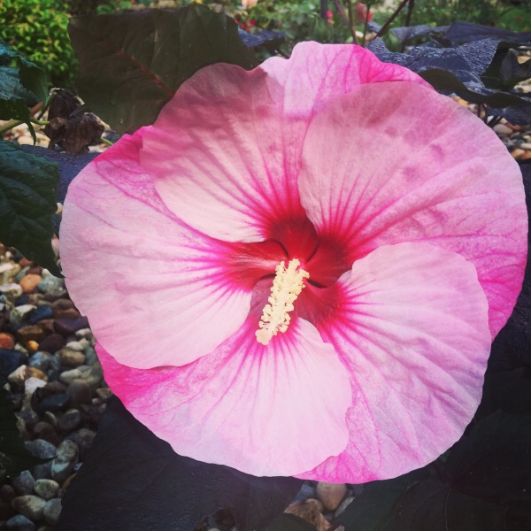 Hibiscus Summerific® 'Berrylicious'