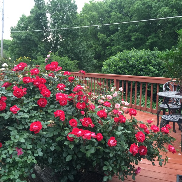 Magnificent 'Take It Easy' in Full Bloom