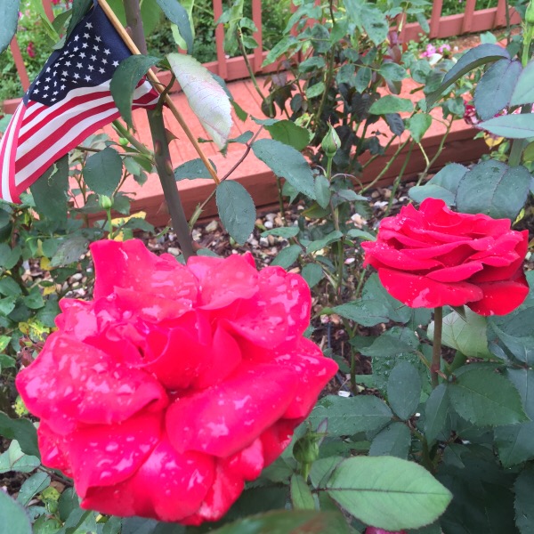 'Veterans Honor' Blooming on Memorial Day Week-End 2016