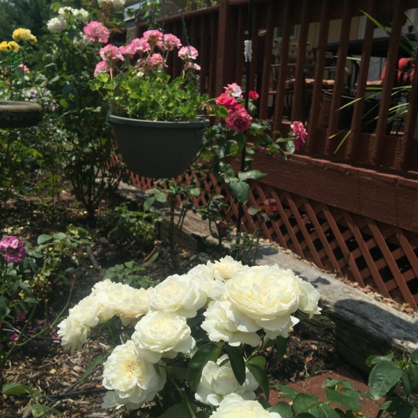 'Bolero' In The Illinois Garden Setting