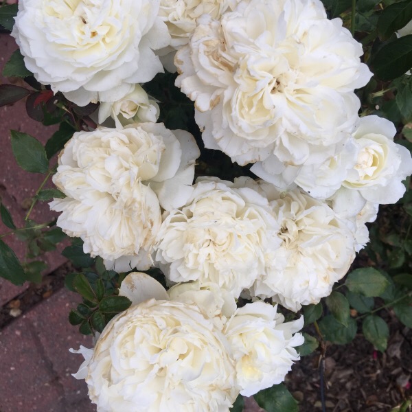 'Bolero' In The Heat of Summer In Illinois