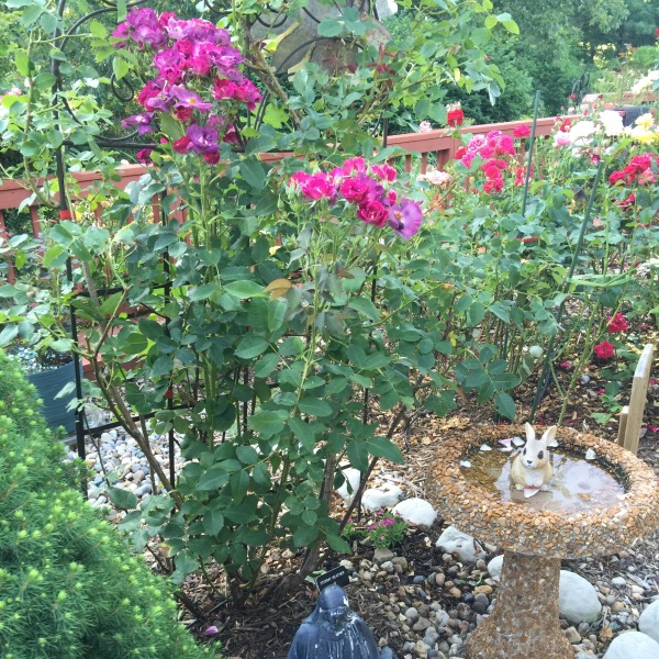 Bunny's That Don't Eat Roses By 'Stormy Weather'