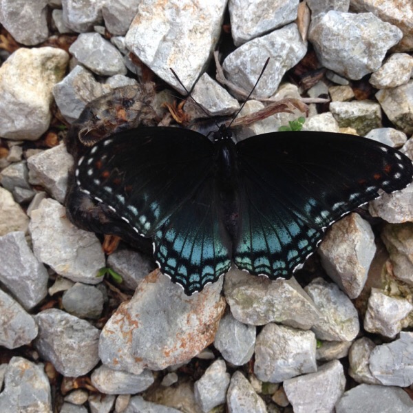 Red Spotted Purple Butterfly