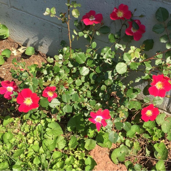 Proven Winners Oso Easy Rose 'Cherry Pie'