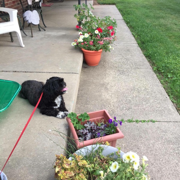 Margie Clayman's Adorable Side Kick 'Cumbie'