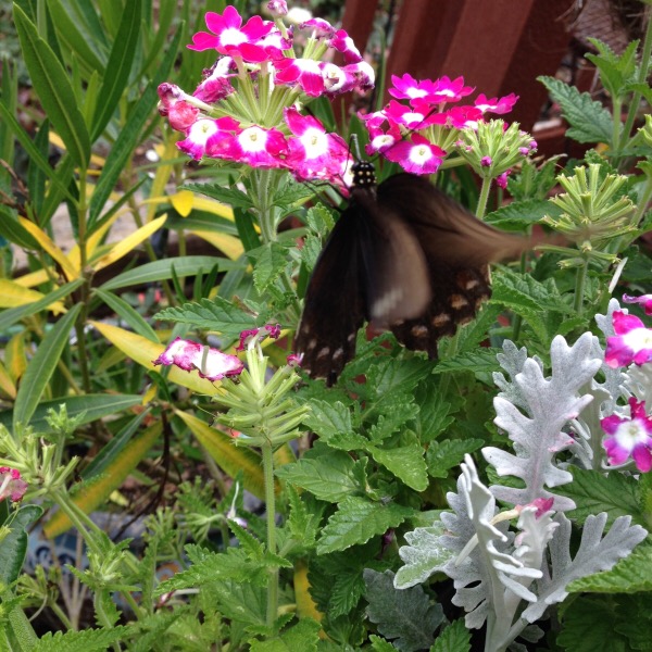 Eastern Tiger Swallowtail Butterfly Pollinator on Lantana & Silver Mound