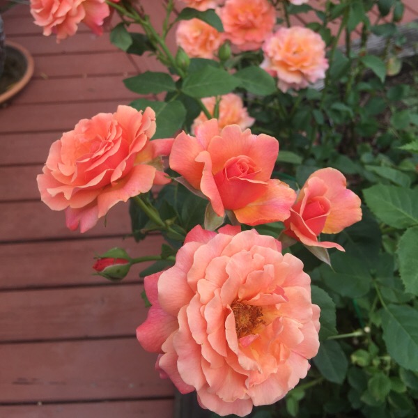 'Easy Does It' In The Illinois Garden Close-Up