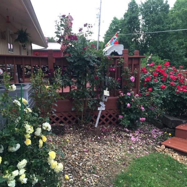 The Rascally Raccoon's Favorite Entryway To The Rose Garden