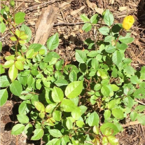Proven Winners Oso Easy 'Lemon Zest' Shrub Rose