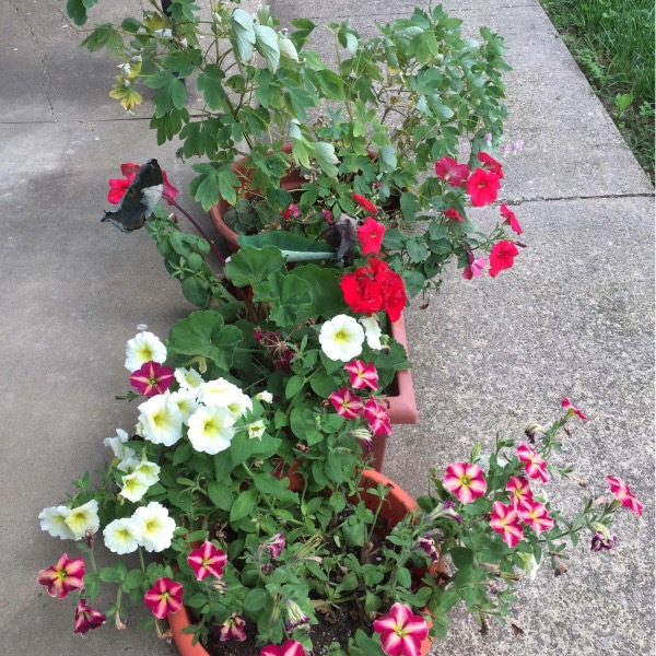 Margie's Container Plants