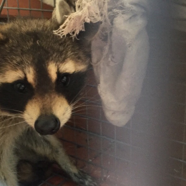 Rosy Raccoon Peaking Out From Captivity