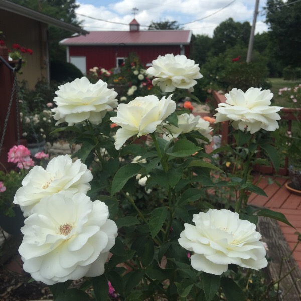 'Sugar Moon' Hybrid tea Rose in The Illinois Garden After Sustained Heat
