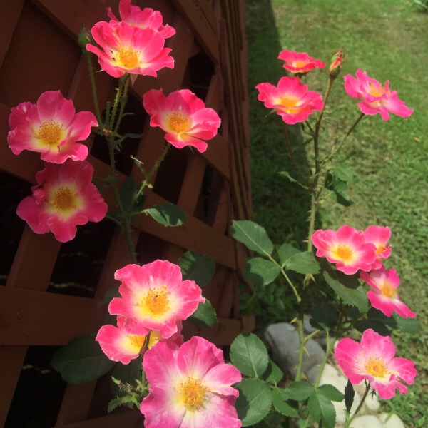 Close-Up of 'Watercolors Home Run' Shrub Rose