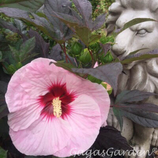 Summerific® 'Perfect Storm' - Rose Mallow - Hibiscus hybrid - perennial by Proven Winners With Lion Garden Statues Smelling The Fragrance