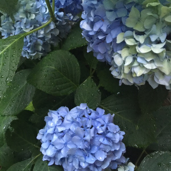 Hydrangea Shades of Blue