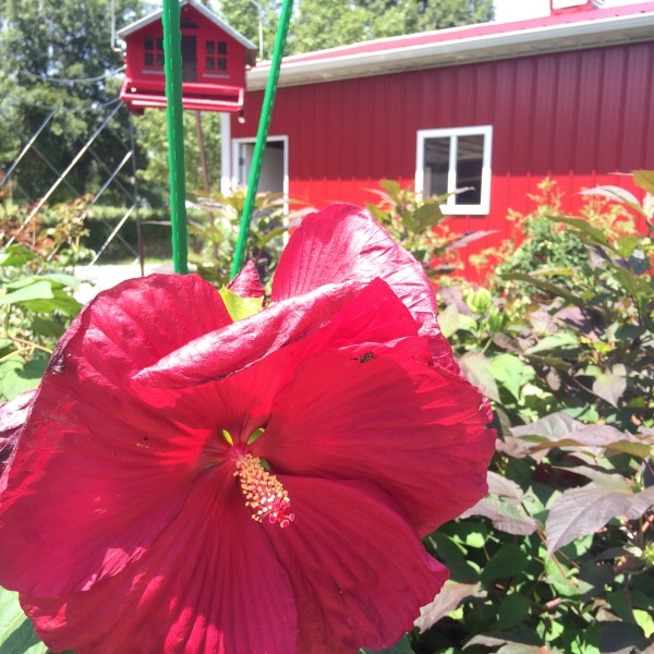 Summerific® 'Cranberry Crush' Rose Mallow Hibiscus hybrid
