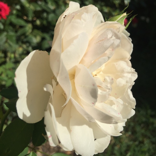 'Litchfield Angel' Bathed in Sun Light by David Austin Roses