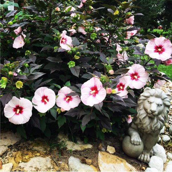 The Desert Shall Bloom Like the Rose" Entryway to the Walk of Roses | Summerific® 'Perfect Storm' - Rose Mallow - Hibiscus hybrid - perennial by Proven Winners