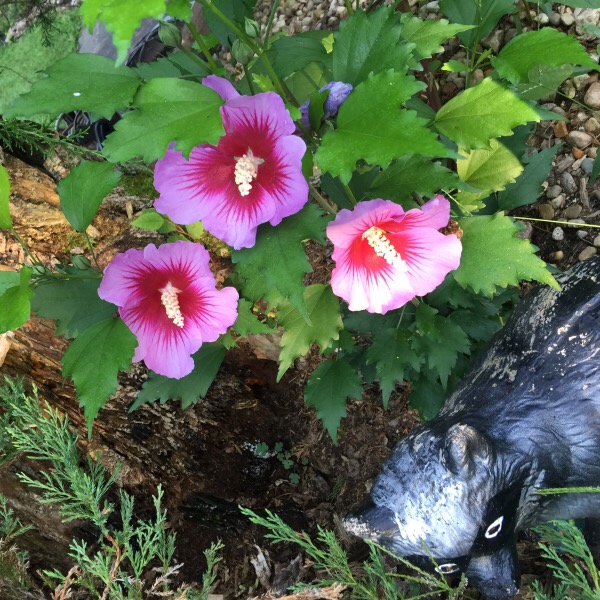 'Rose of Sharon' | The Flower of The Field | "The desert shall bloom like the rose" Isaiah 35:1