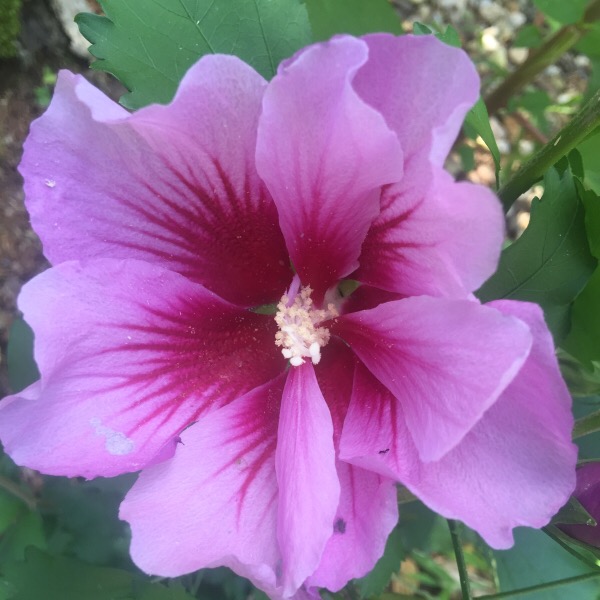 'Rose of Sharon' | The Flower of The Field | "The desert shall bloom like the rose" Isaiah 35:1