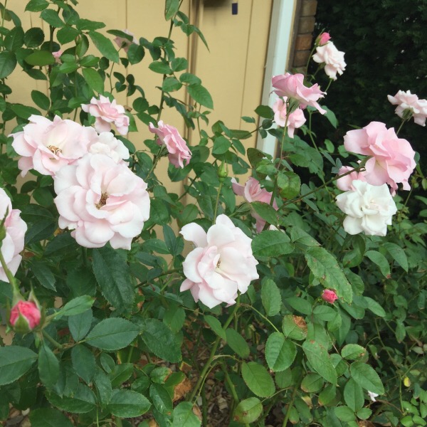 Kimberlina' Blooming on Labor Day Week-End