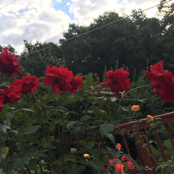 'Oh My!' Floribunda Roses Against A September Sky
