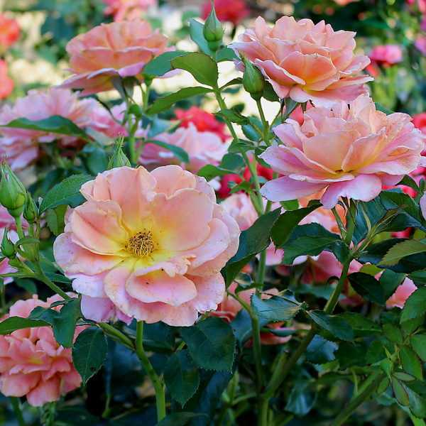 'Pumpkin Patch Russet Floribunda Rose in the Fall
