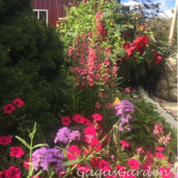 Summerific® Hibiscus | Summer Snapdragons | Supertunias Vista Fuchsia | Meteor Shower