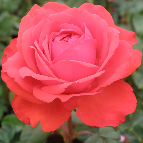 P9511T Bred by Roses by Ping Lim
