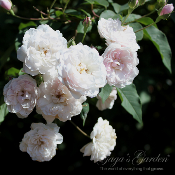 'Honeymoon™ Arborose®" Created by Kordes North America Distributed by Newflora, LLC