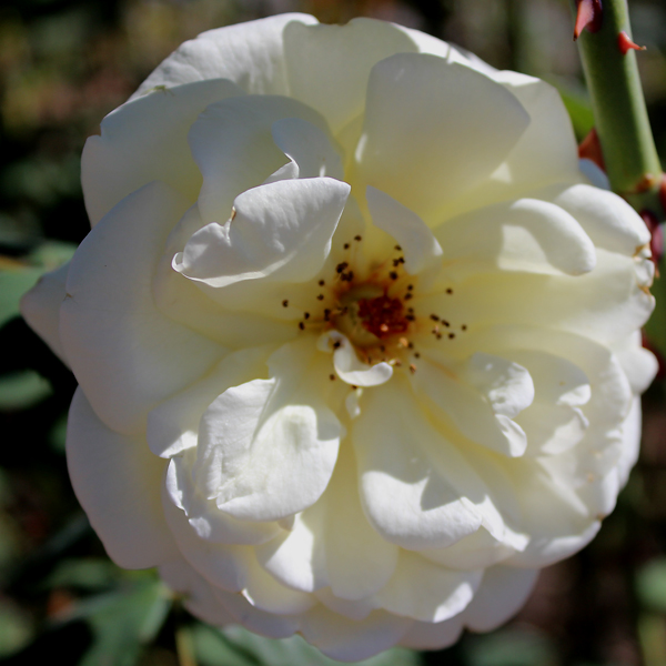 'Polar Express™ Sunbelt®' Rose Arborose® Collection | Single bloom shot taken of winning shrub Sunday, September 26, 2016