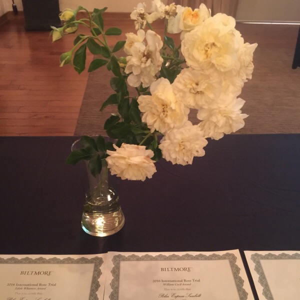 Polar Express™ Sunbelt® Rose | Sweeps the Show winning Best Floribunda | Best Growth Habit | Best Overall Rose