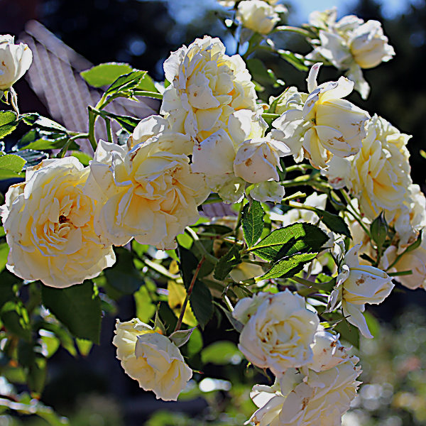 'Polar Express™ Sunbelt®' Rose Arborose® Collection | Single bloom shot taken of winning shrub Sunday, September 26, 2016