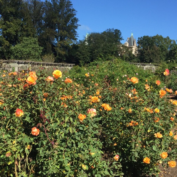 'Strike It Rich' A Perfect Rose Color Match | The Biltmore House in the Distance
