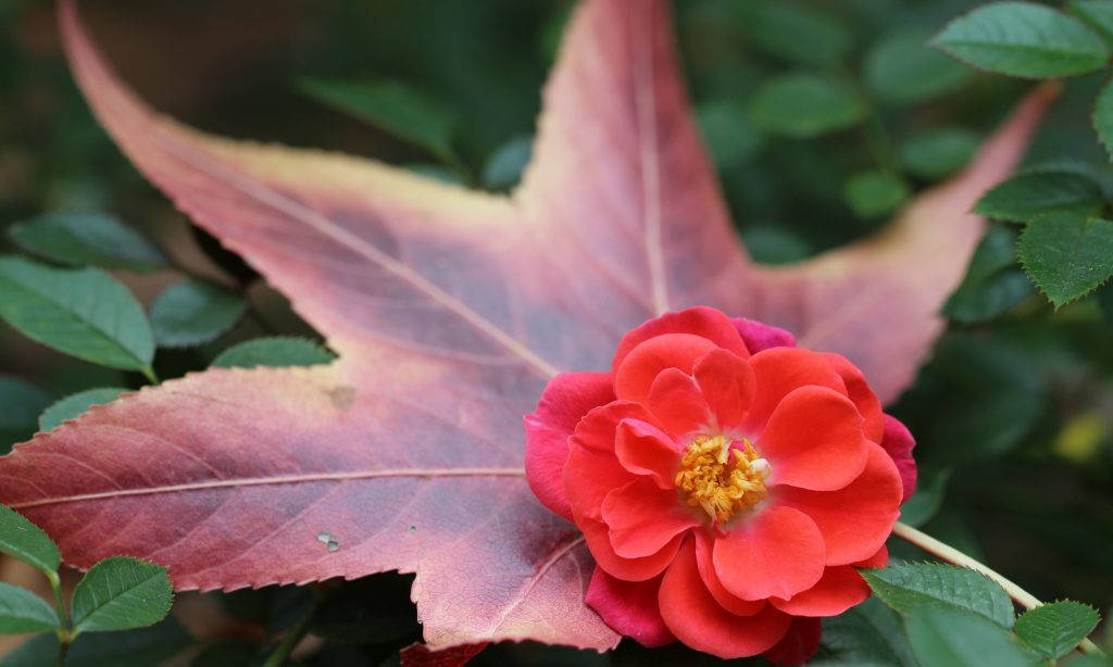 'Ten Tips For Winterizing Your Roses