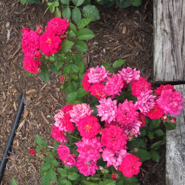 'Children's Hope' Planted in April 2017